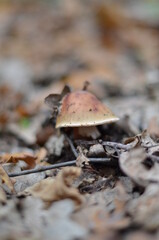 mushroom in the forest