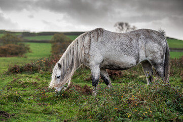 Wild, white horses, grazing on common land