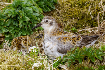 Rock Sandpiper (Calidris ptilocnemis) chick at St. George Island, Pribilof Islands, Alaska, USA