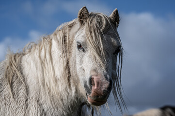 A wild horse, staring at the camera, on a sunny day