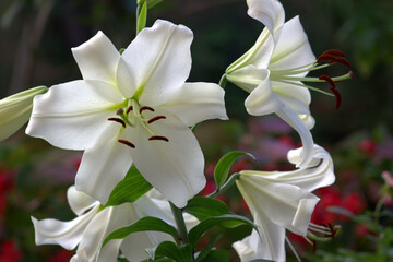 White lily in the garden.