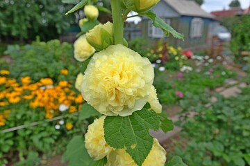 Garden flowers: mallow, feathery celosia, zinnia, stem-rose.