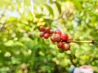 Red coffee beans, tree coffee farm 