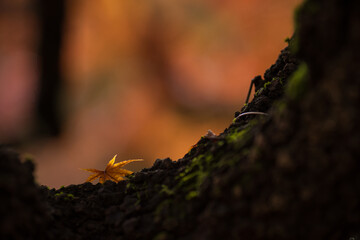 晩秋の風景　色づいたもみじ　11月
