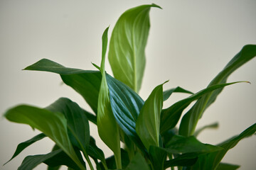zielona roślina na białym tle ,skrzydłokwiat, spathiphyllum adans © Marcin Łazarczyk