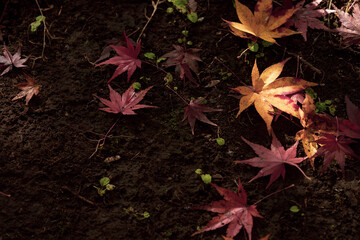 晩秋の風景　色づいたもみじ　11月