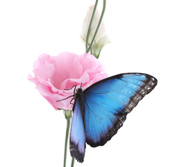 Beautiful common morpho butterfly sitting on eustoma flower against white background