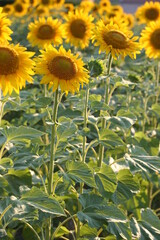 Tournesol