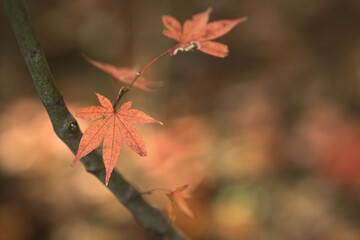 晩秋の風景　色づいたもみじ　11月