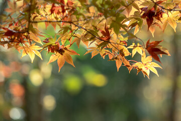 晩秋の風景　色づいたもみじ　11月