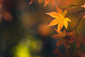 晩秋の風景　色づいたもみじ　11月