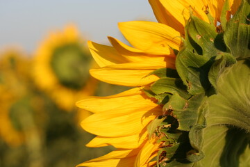 Tournesol