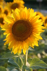 Tournesol