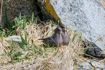 Dark-morphed Northern Fulmars (Fulmarus glacialis) at Chowiet Island, Semidi Islands, Alaska, USA