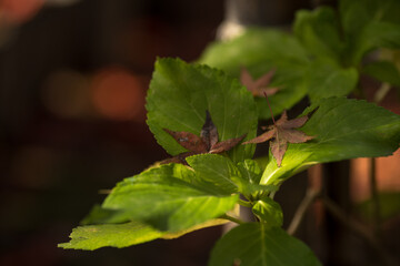 晩秋の森の風景。紅葉。　11月