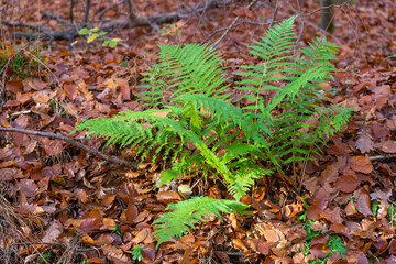 Lush green fern with ivy and autumn leaves