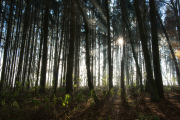 Fototapeta premium Sonnenstrahlen Wald 