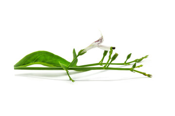 Fresh of Andrographis paniculata plant on white background use for herbal product
