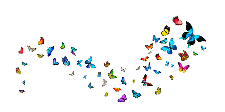 Butterflies Stock Image In White Background 