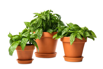Lush green basil in pots on white background