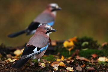 Pair of Jay in the garden