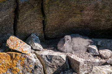 Northern Fulmar (Fulmarus glacialis) chick at Chowiet Island, Semidi Islands, Alaska, USA