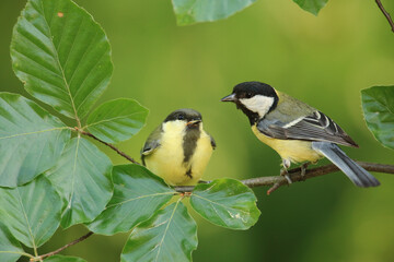 Great tits, parent and baby on branch