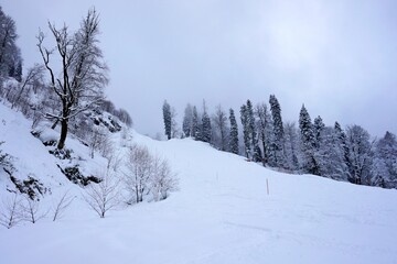 Beautiful pictures in the winter forest with snowy branches and clean snowdrifts, blue sky.