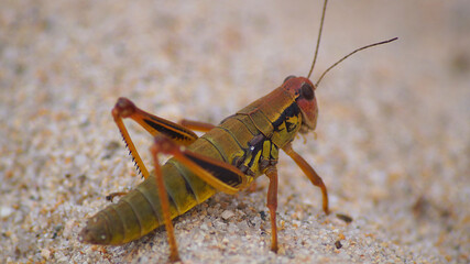 grasshopper  кузнечик
