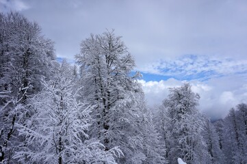 Beautiful pictures in the winter forest with snowy branches and clean snowdrifts, blue sky.