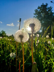 Taraxacum; Dandelion. Ripe seeds on the flower. Fluffy balls in the light of the setting sun.