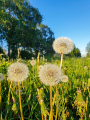 Taraxacum; Dandelion. Ripe seeds on the flower. Fluffy balls in the light of the setting sun.