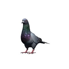 Farm animals - pigeon - isolated on white background - 3D illustration