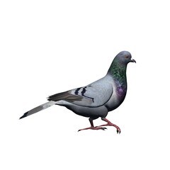 Farm animals - pigeon - isolated on white background - 3D illustration