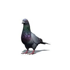 Farm animals - pigeon with shadow on the floor - isolated on white background - 3D illustration