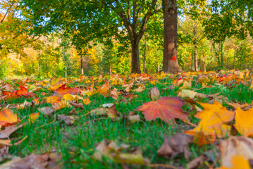 Gefallene Herbstblätter auf Gras in einem Park an einem sonnigen Herbsttag