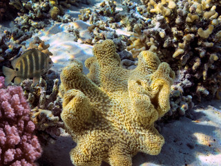 Underwater coral reef and sea urchin. Red Sea