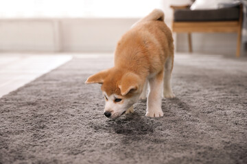 Adorable akita inu puppy near puddle on carpet at home