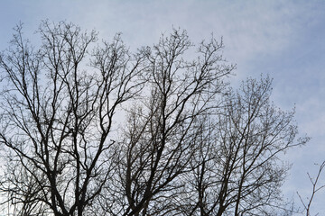 Black silhouettes of tree branches in early spring.