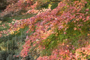 紅葉
