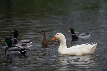 Rare white duck mutant with wild ducks swarm at autumn lake birds wild life