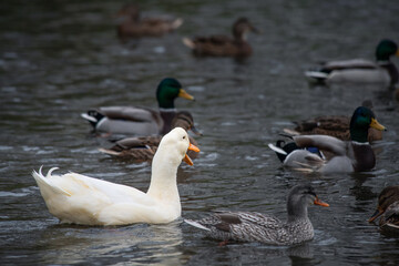 Rare white duck mutant with wild ducks swarm at autumn lake birds wild life