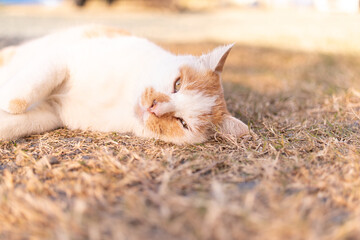 寝転がって甘える猫