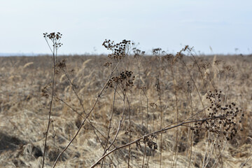 Dry yarrow on the background of field. Achillea millefolium.