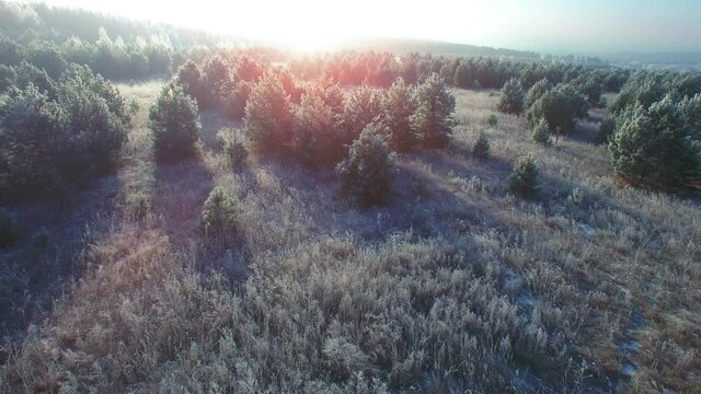 Flying over a fairytale romantic frozen forest background. Beautiful sunrise frost and snow on the grass and branches. Aerial orbit circle camera moving.