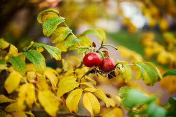róża, owoc, Rosa canina,dzika róża © Marcin Łazarczyk