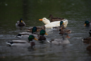 Rare white duck mutant with wild ducks swarm at autumn lake birds wild life