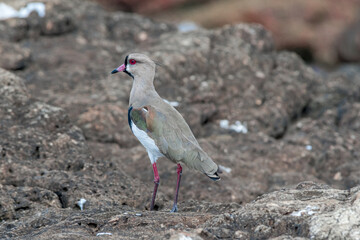 Southern Lapwing (Vanellus chilensis) in River Plate coast, Montevideo, Uruguay