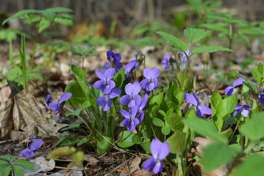 Viola reichenbachiana. Beautiful violet flowers grow in spring forest.