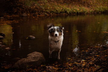 Australian Shepherd - Autumn